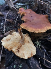 Gymnopilus luteocarneus