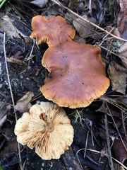 Gymnopilus luteocarneus