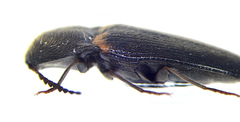 Ampedus protervus