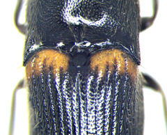 Ampedus protervus
