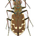 Bronze Tiger Beetle - Photo (c) Pierrick Bloin, some rights reserved (CC BY-NC), uploaded by Pierrick Bloin