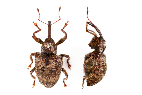 How to identify Conotrachelus crataegi Walsh, 1863