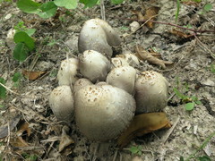 Coprinopsis strossmayeri