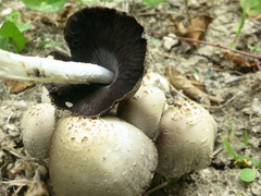 Coprinopsis strossmayeri
