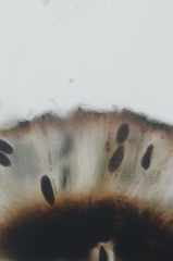 Rhizocarpon geminatum