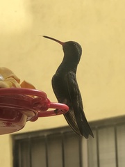 Cynanthus latirostris
