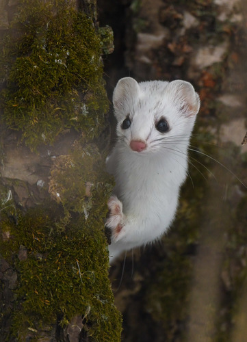 American Ermine, Shelburne, VT, USA, photo 8 of 10