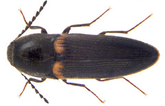 Ampedus protervus