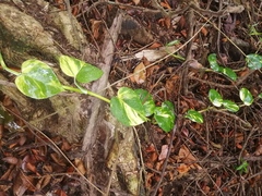 Epipremnum