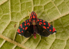 Ladoffa bartletti