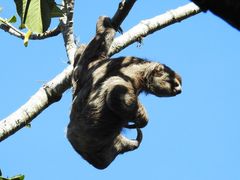 Bradypus variegatus