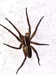 Dolomedes striatus