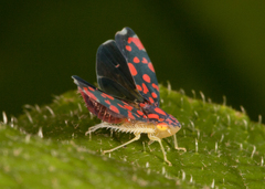Ladoffa bartletti