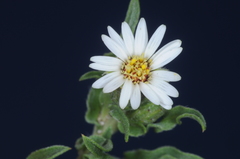 Noticastrum diffusum