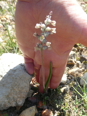 Lachenalia perryae