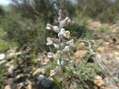 Lachenalia perryae