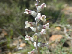 Lachenalia perryae