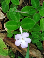 Episcia lilacina