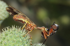 Paramantispa decorata