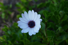 Dimorphotheca pluvialis
