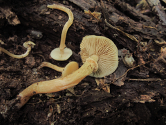 Kuehneromyces marginellus