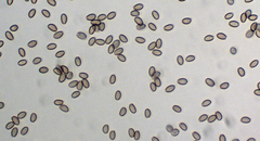 Kuehneromyces marginellus