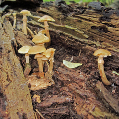 Kuehneromyces marginellus