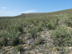 Bobartia longicyma