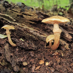 Kuehneromyces marginellus