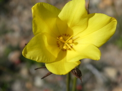 Bobartia longicyma