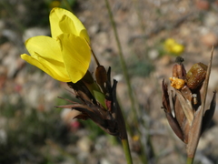 Bobartia longicyma