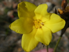 Bobartia longicyma