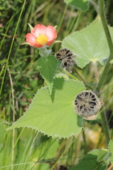 Callianthe pauciflora