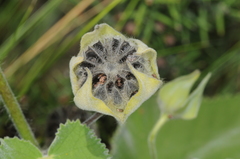 Callianthe pauciflora