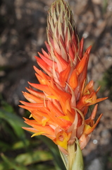Sacoila argentina