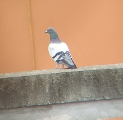 Columba livia