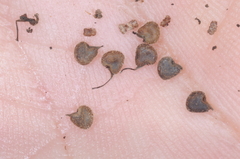 Callianthe pauciflora