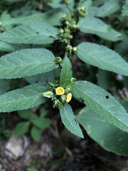 Sida planicaulis