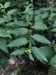Sida planicaulis