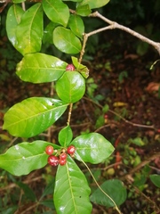 Rauvolfia