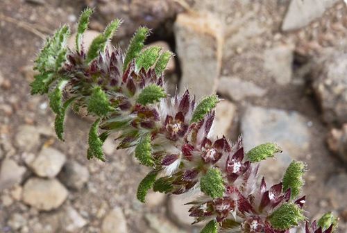 Desert Nettle