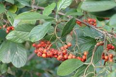Cotoneaster glaucophyllus