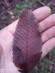Nothofagus alpina