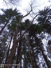 Nothofagus alpina