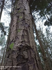 Nothofagus alpina