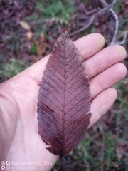 Nothofagus alpina