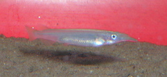 Sumatra Halfbeak photo 2