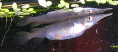Sumatra Halfbeak photo 1