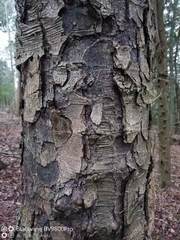 Nothofagus alpina