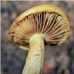 Pleuroflammula multifolia